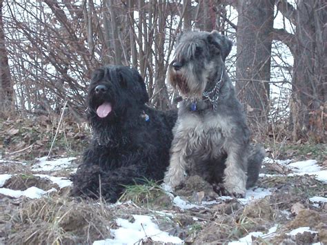 Pets: Black Russian Terrier