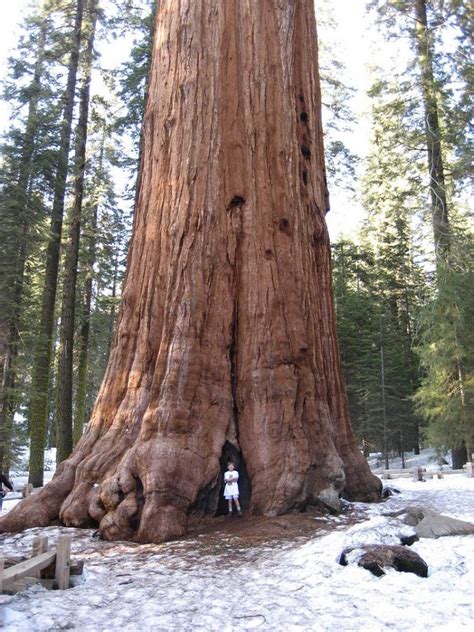 World’s biggest tree « Oddity Central – Collecting Oddities