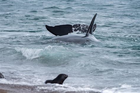 Premium Photo | Orca attack a seal on the beach