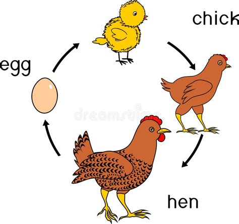 Stages of Chicken Growth from Egg To Adult Bird Stock Vector - Illustration of animal, stage ...