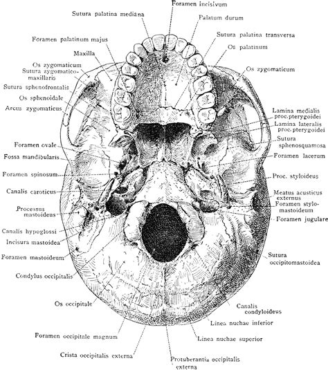 human skull diagram