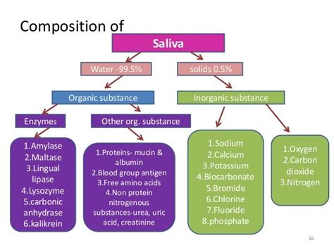 Enzimas De La Saliva - SEONegativo.com