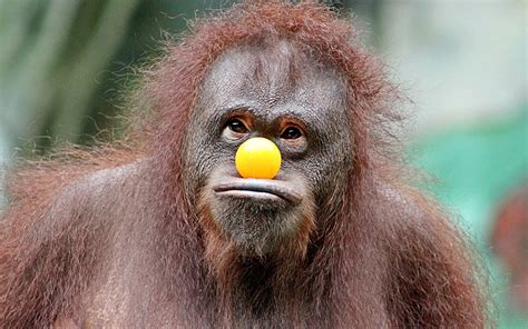 Ball Humor Monkey Orangutan Primate Wildlife Wallpaper - Resolution ...