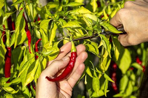 Hands of farmer harvesting chili pepper while cutting stem at organic farm stock photo