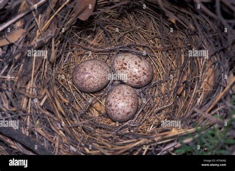 Spotted Towhee nest with eggs, Pipilo maculatus Stock Photo - Alamy