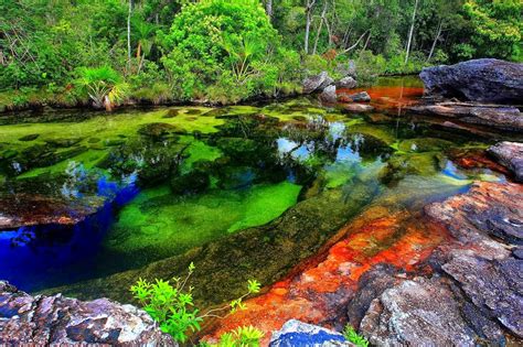 Image result for Caño Cristales River | Incredible places, Colorful places, Rainbow river