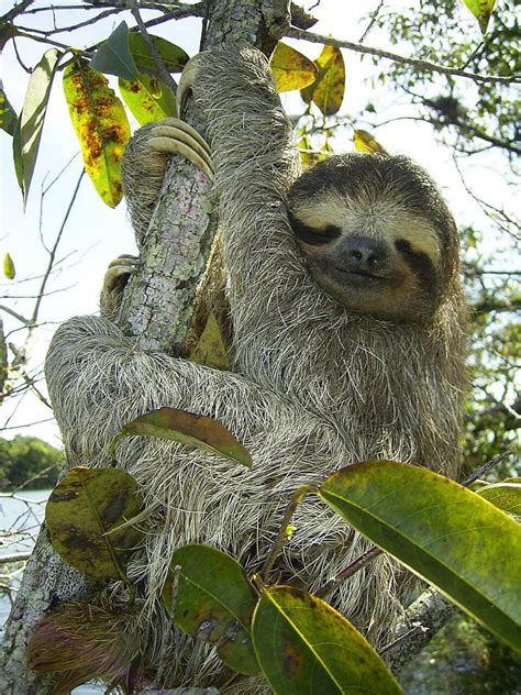 Sloths in the Amazon Rainforest | Rainforest Cruises