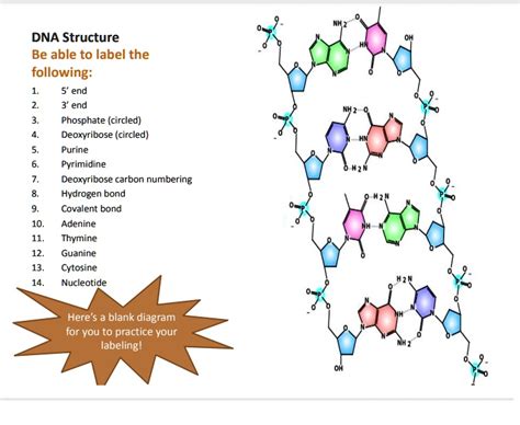 DNA Structure Be able to label the following: 1. 5' end 2. 3' end 3. Phosphate (circled) 4 ...