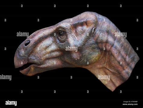 Fossil iguanodon hi-res stock photography and images - Alamy