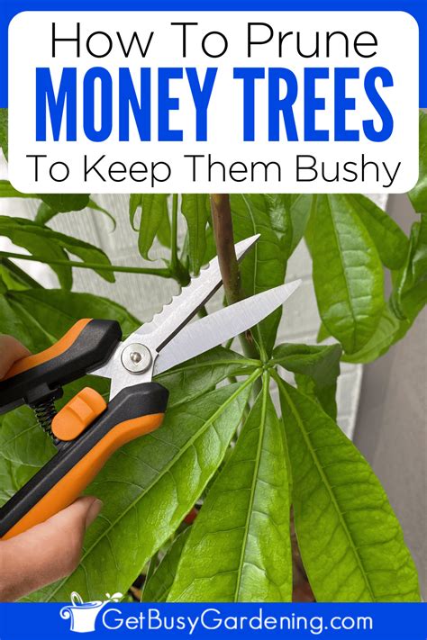 Pruning A Money Tree (Pachira aquatica) & How To Make It Bushy - Get Busy Gardening