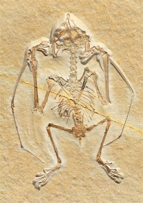 Anurognathus ammoni DÖDERLEIN, 1923 - Die Fossilien von Solnhofen