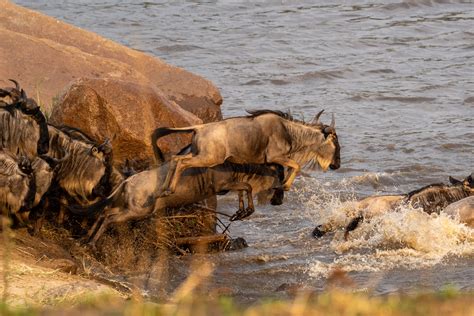 Serengeti wildebeest Migration in November - Africa Adventure Vacations