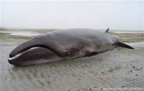 Pygmy Right Whale Information and Picture | Sea Animals