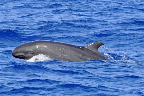 False killer whale - Whale & Dolphin Conservation USA