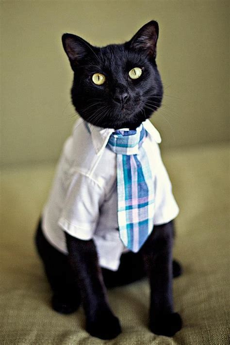 Just an everyday cat going to work. | Cute animals, Business cat, Dog cat