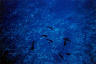 Sharks? | After snorkeling at Miil Channel, Morgan and Ray a… | Flickr