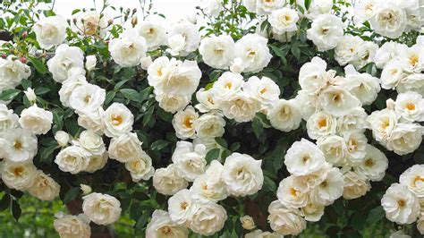 10 Best Climbing Roses