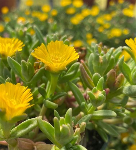 Yellow ice plant - Invasive Species Council of British Columbia