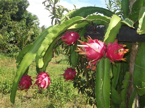 Amazing Dragonfruit Pitaya : Nature Miracle Fruit | Most Unbelievable ...