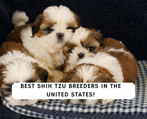 5 Best Shih Tzu Breeders in the United States! (2024) - We Love Doodles