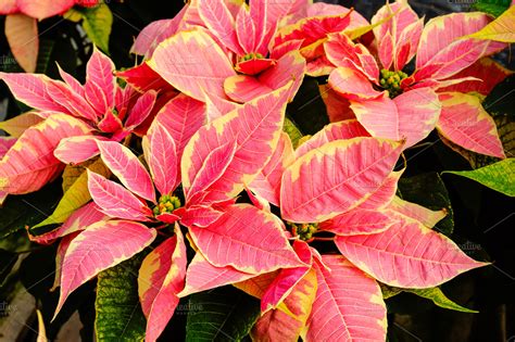 Pink Poinsettia plants for Christmas | High-Quality Holiday Stock Photos ~ Creative Market