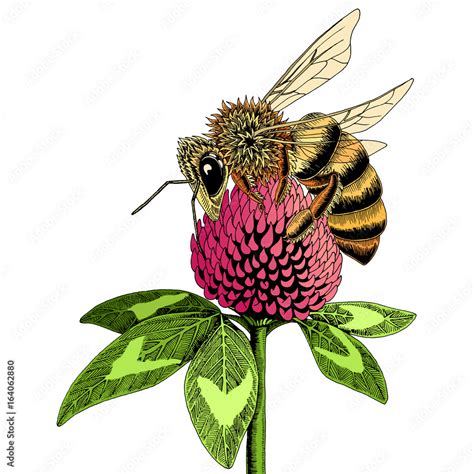 Bee on clover flower sketch. Colored hand drawn vector illustration of ...