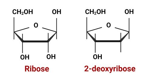 Pentose Sugar: Classification, Structural Forms, Uses