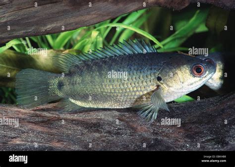 climbing perch, climbing gourami, walking fish (Anabas testudineus Stock Photo - Alamy