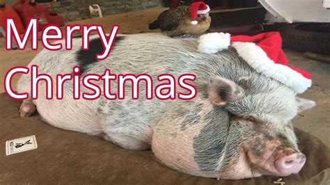 MERRY CHRISTMAS From Cog Hill Farm & Homestead! & from Peaches & Penny too! - YouTube