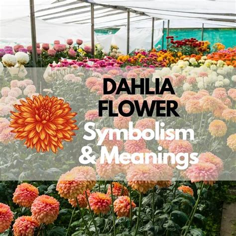 Dahlia Flower: Symbolism, Meanings, and History - Symbol Genie