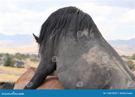 Wild American Black Stallion Mating Mare Stock Image - Image of sierra, wild: 110879225