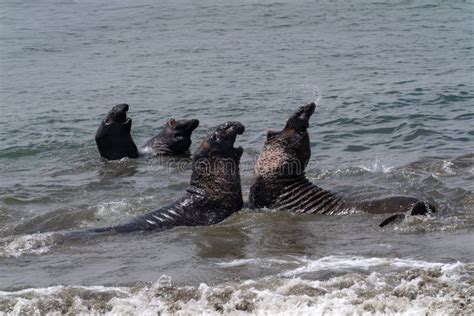 Elephant Seals on the California Coast Stock Image - Image of nose, fight: 125120053