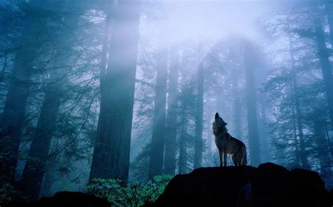 🔥 Download Howling Wolf Wallpaper by @kimberlym67 | Wolves Howling ...