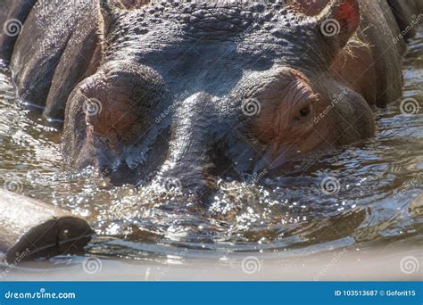 Close-up of Hippo Eyes and Head Stock Image - Image of natural, large ...