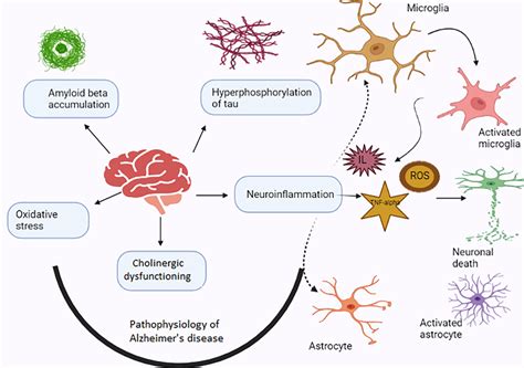 Interplay between inflammation and pathophysiology of AD. Schematic... | Download Scientific Diagram