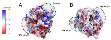 Thrombin structure (pdbID: 1ppb) [4]. (A,B) present two views of the ...