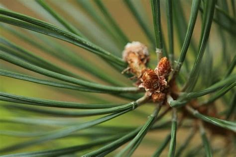 Why Is My Pine Tree Losing Its Needles? | Greener Ideal