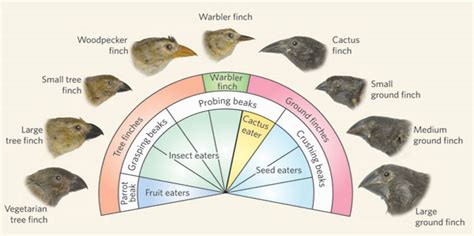 Galapagos Islands: Darwin Inspiration - PRE-TEND Be curious - Travel