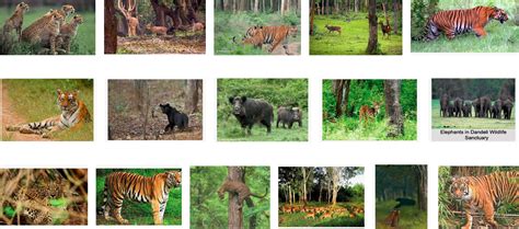 Wildlife in Karnataka - Bindu Gopal Rao, Freelance Writer & Photographer