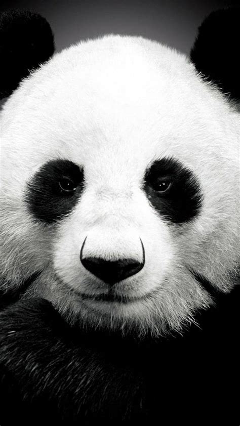 Panda Eyes Wallpapers - Top Free Panda Eyes Backgrounds - WallpaperAccess