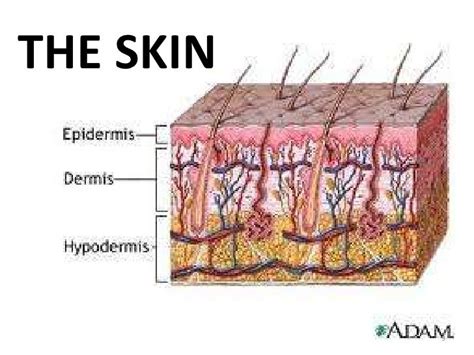 Overview of homeostasis & excretion