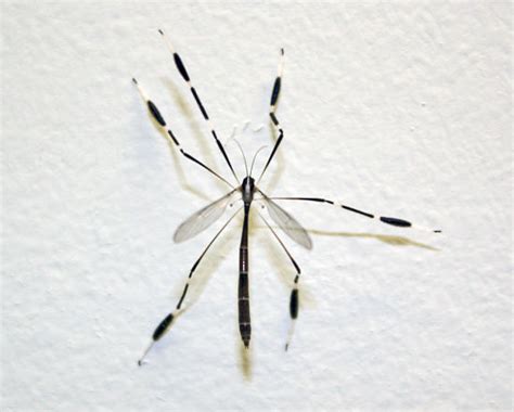 Phantom Crane Fly - Insect Diagnostic Lab