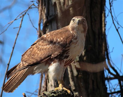 Red-tailed Hawk