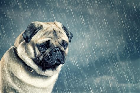 sad pug Blank Template - Imgflip