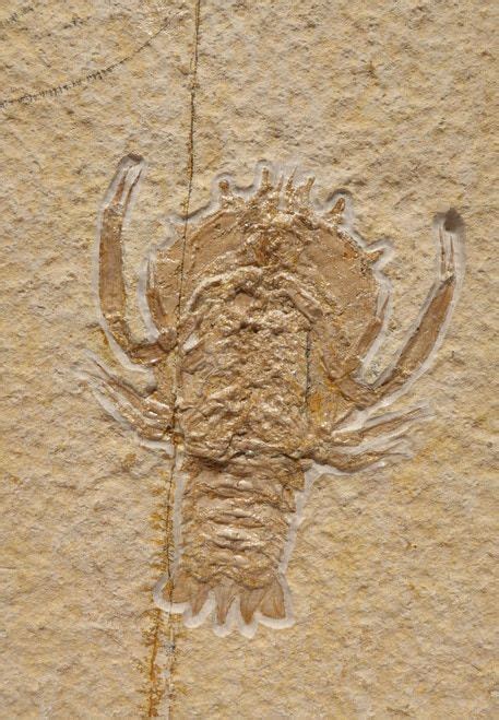 Crus037 - jurassic lobster decapod crustacean eryon fossil from ...