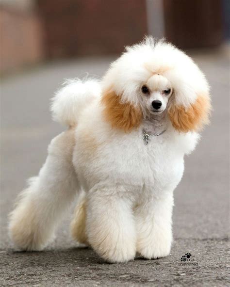 Apricot Poodle | Poodle puppy, Poodle dog, Poodle puppy standard