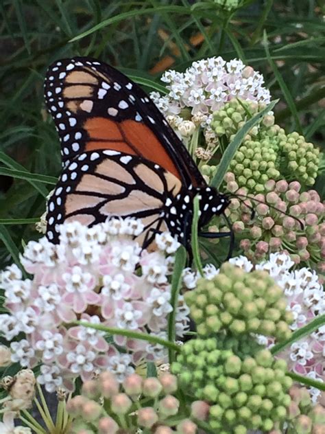 Butterfly Garden Volunteer Day - First Sundays - Irvine Ranch Natural ...