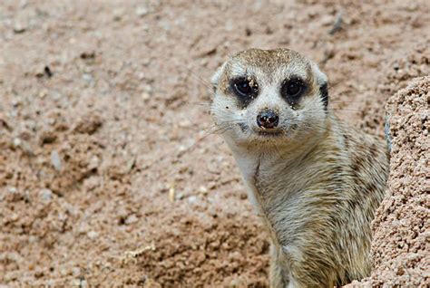 Meerkat Burrow Stock Photos, Pictures & Royalty-Free Images - iStock