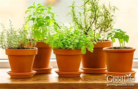 Grow Herbs Indoors: Herbs that Thrive Inside