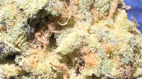 Platinum garlic strain review - YouTube